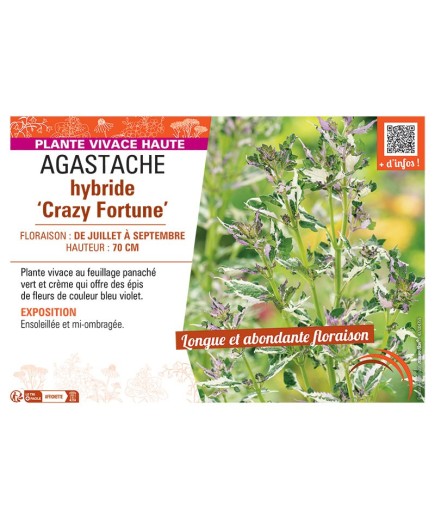 AGASTACHE HYBRIDE CRAZY FORTUNE