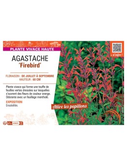 AGASTACHE FIREBIRD