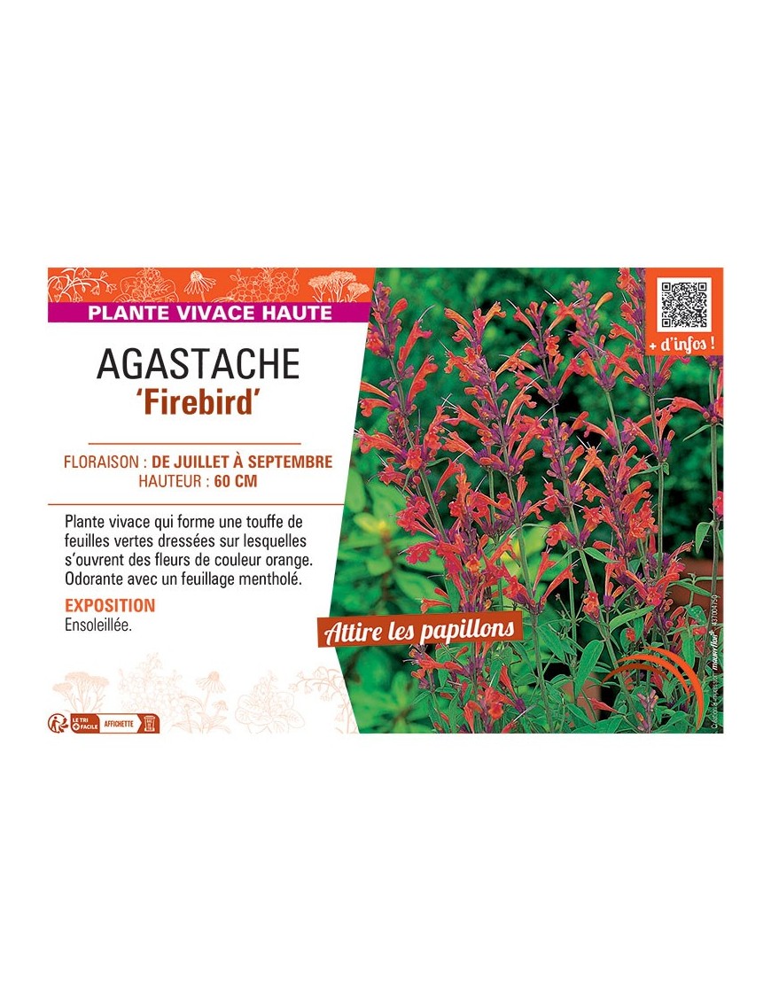 AGASTACHE FIREBIRD