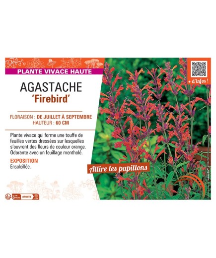 AGASTACHE FIREBIRD