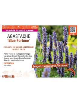 AGASTACHE BLUE FORTUNE