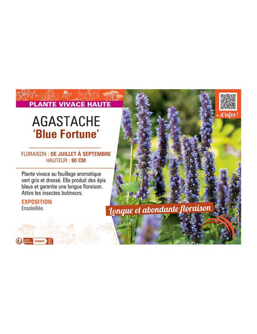 AGASTACHE BLUE FORTUNE