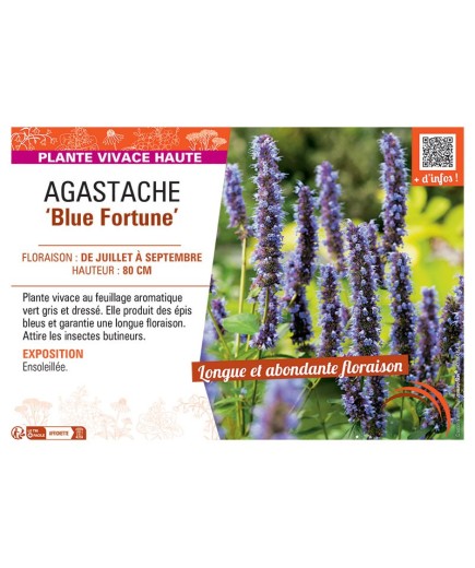AGASTACHE BLUE FORTUNE