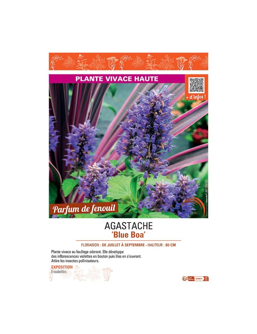 AGASTACHE BLUE BOA