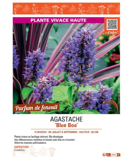 AGASTACHE BLUE BOA