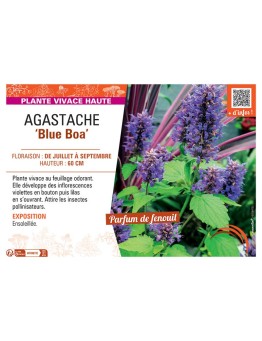 AGASTACHE BLUE BOA