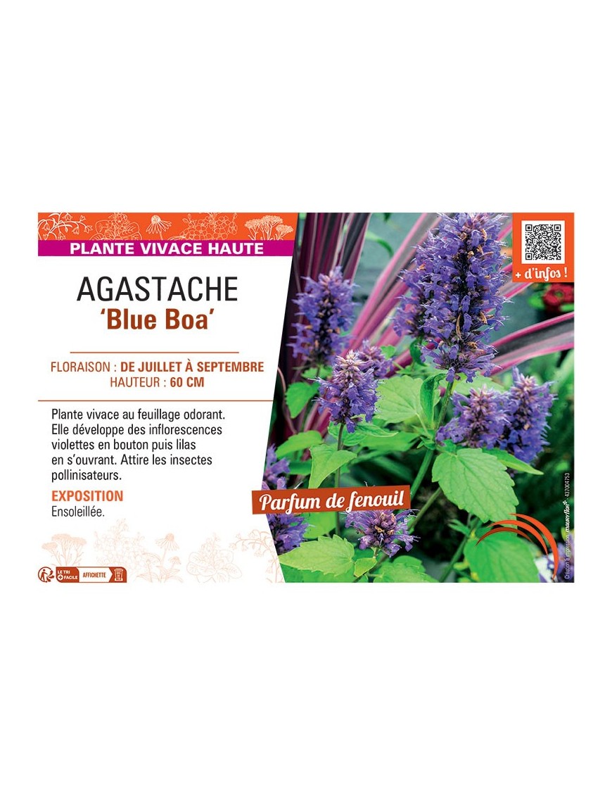AGASTACHE BLUE BOA