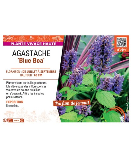 AGASTACHE BLUE BOA