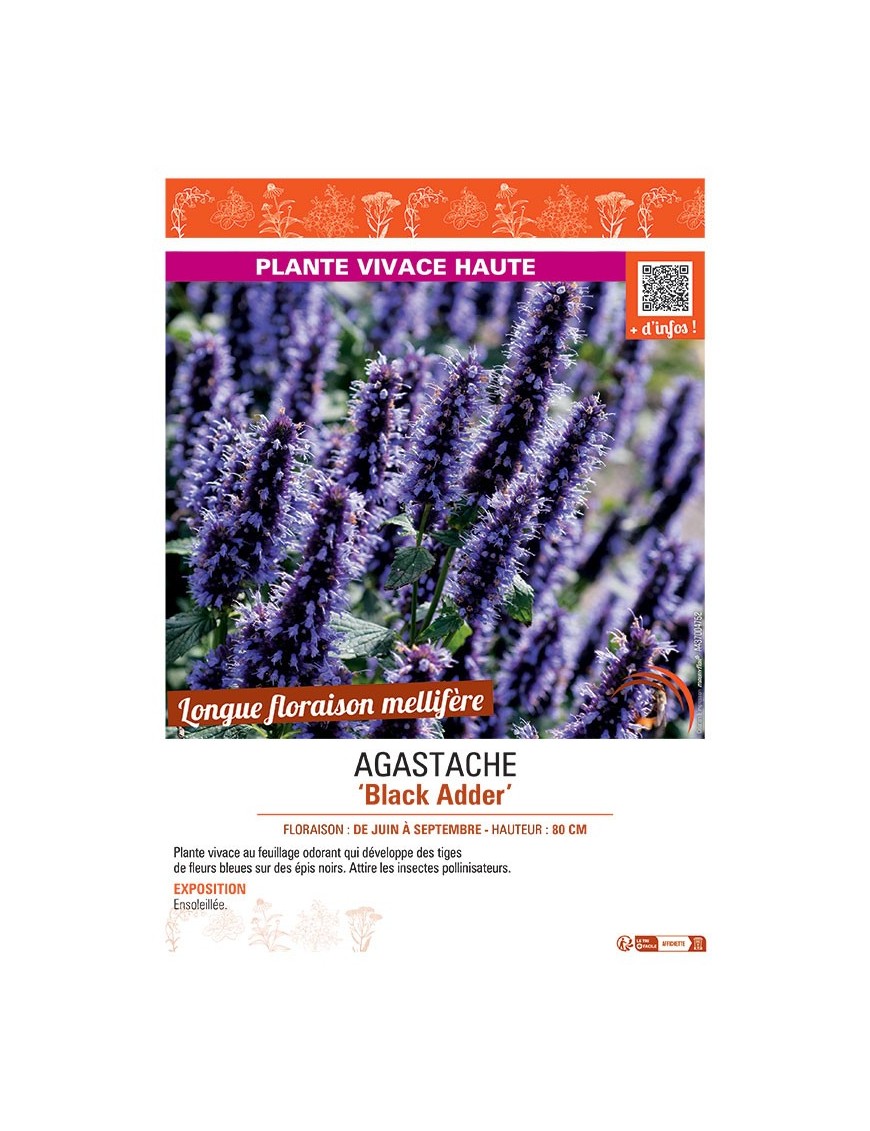 AGASTACHE BLACK ADDER
