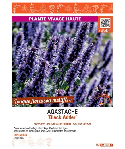 AGASTACHE BLACK ADDER