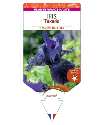 IRIS (germanica) Tuxedo