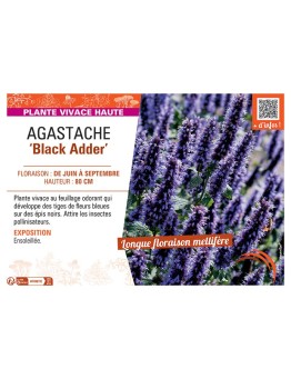 AGASTACHE BLACK ADDER