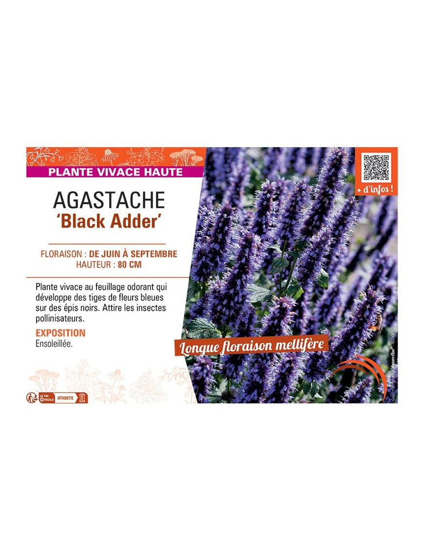 AGASTACHE BLACK ADDER