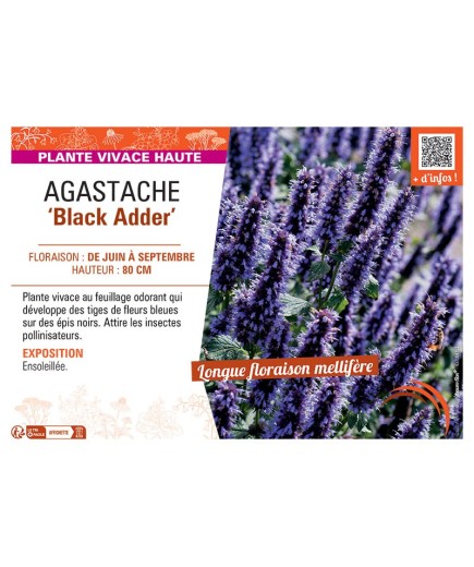 AGASTACHE BLACK ADDER