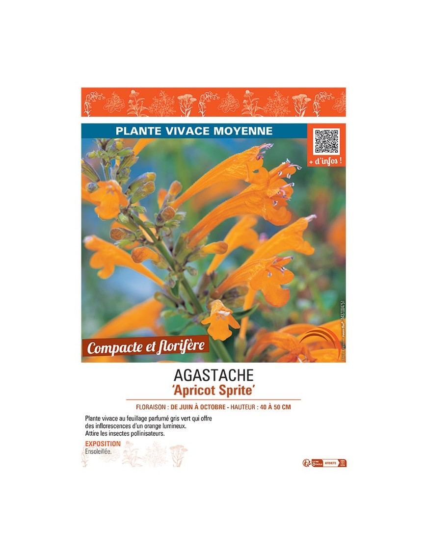 AGASTACHE APRICOT SPRITE