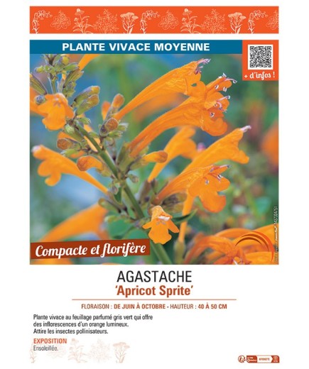 AGASTACHE APRICOT SPRITE
