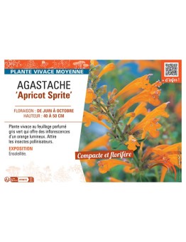 AGASTACHE APRICOT SPRITE