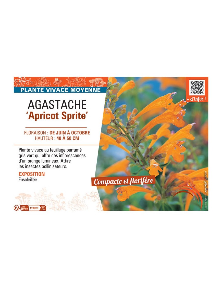 AGASTACHE APRICOT SPRITE