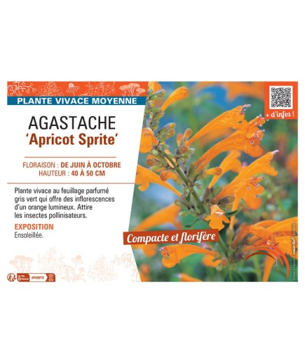 AGASTACHE APRICOT SPRITE