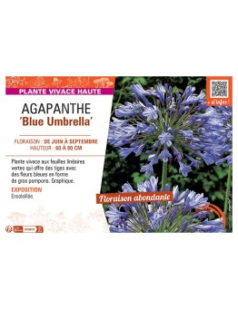 AGAPANTHE BLUE UMBRELLA