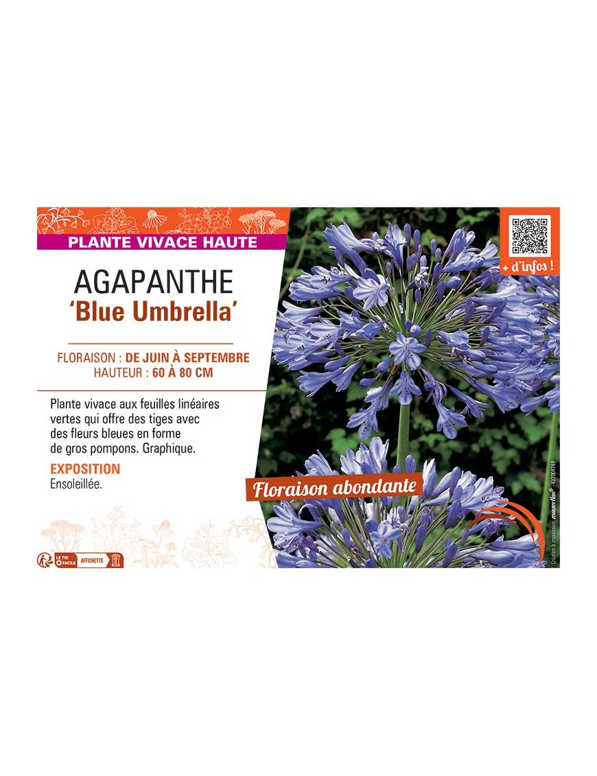 AGAPANTHE BLUE UMBRELLA