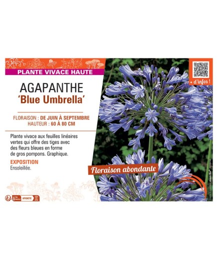 AGAPANTHE BLUE UMBRELLA
