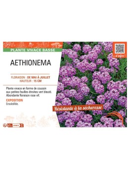 AETHIONEMA