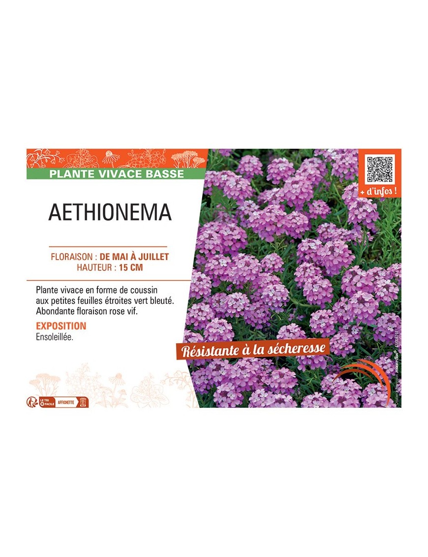 AETHIONEMA