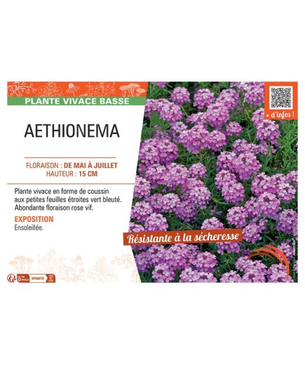 AETHIONEMA