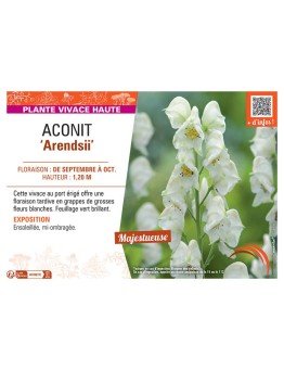 ACONIT ARENDSII (blanc)