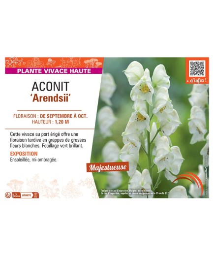 ACONIT ARENDSII (blanc)