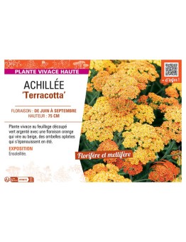 ACHILLEE TERRACOTTA