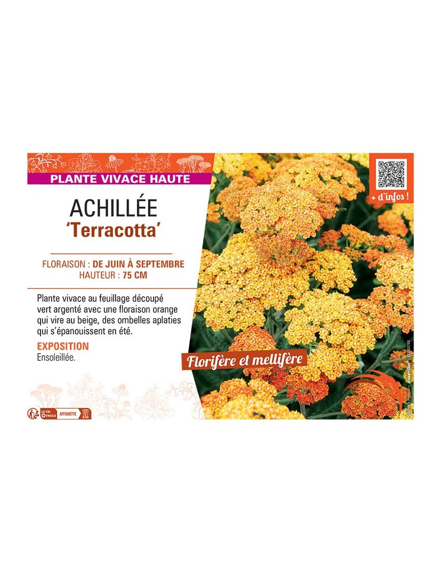 ACHILLEE TERRACOTTA