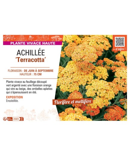 ACHILLEE TERRACOTTA