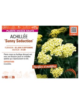 ACHILLEE SUNNY SEDUCTION