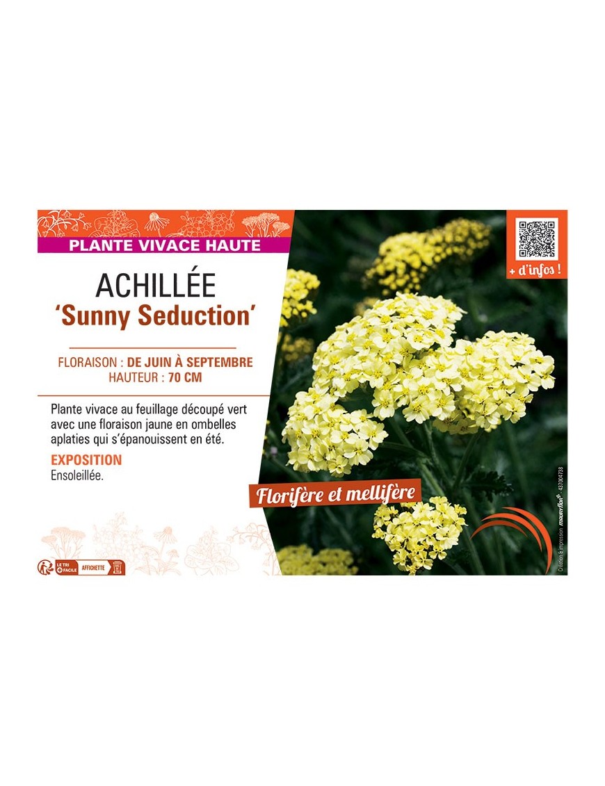 ACHILLEE SUNNY SEDUCTION