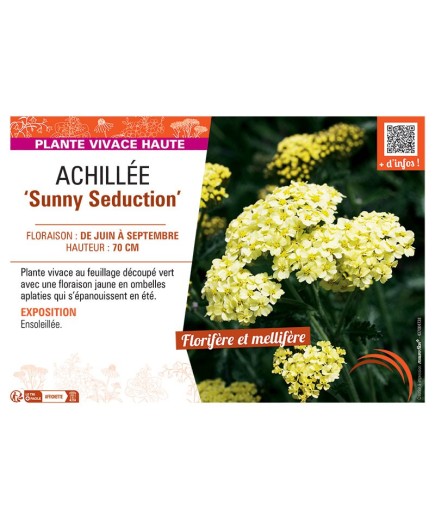 ACHILLEE SUNNY SEDUCTION