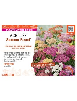 ACHILLEE SUMMER PASTEL