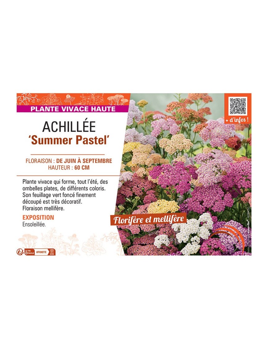 ACHILLEE SUMMER PASTEL