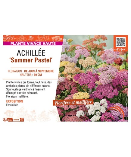 ACHILLEE SUMMER PASTEL