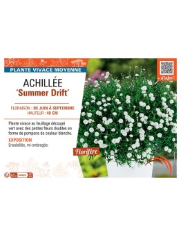 ACHILLEE SUMMER DRIFT
