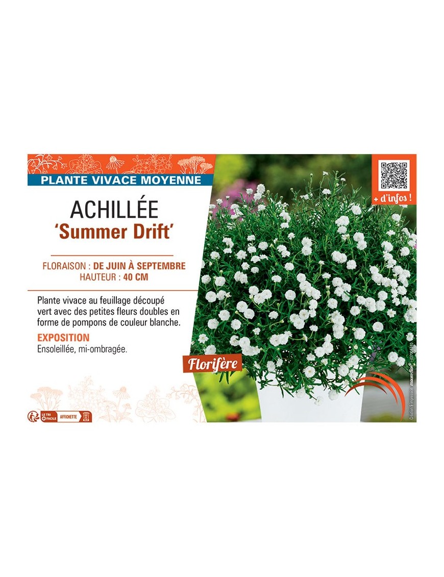 ACHILLEE SUMMER DRIFT