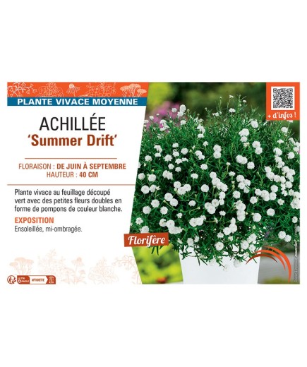 ACHILLEE SUMMER DRIFT