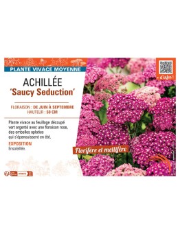 ACHILLEE SAUCY SEDUCTION