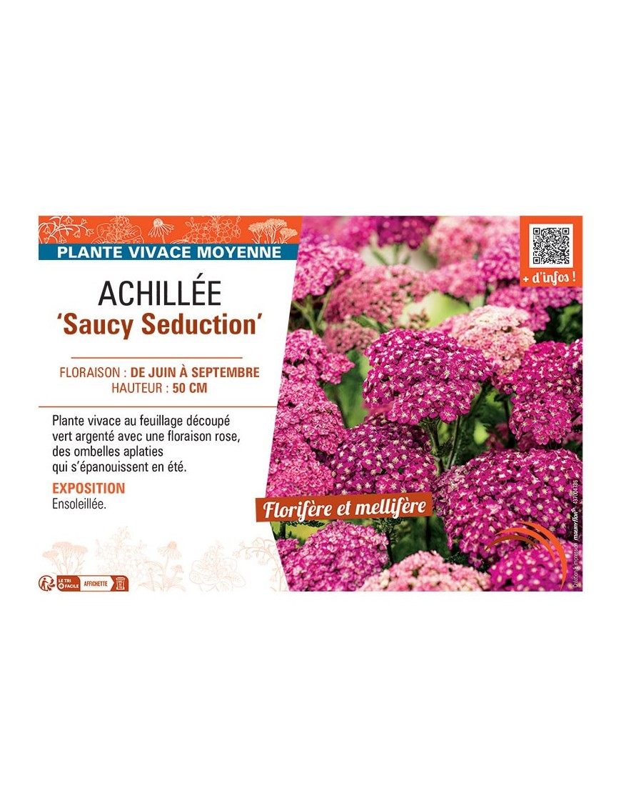 ACHILLEE SAUCY SEDUCTION