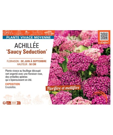 ACHILLEE SAUCY SEDUCTION