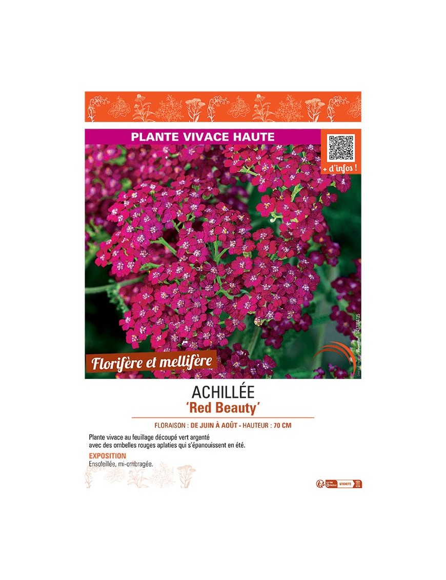 ACHILLEE RED BEAUTY