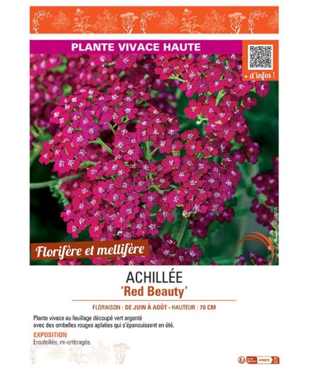 ACHILLEE RED BEAUTY