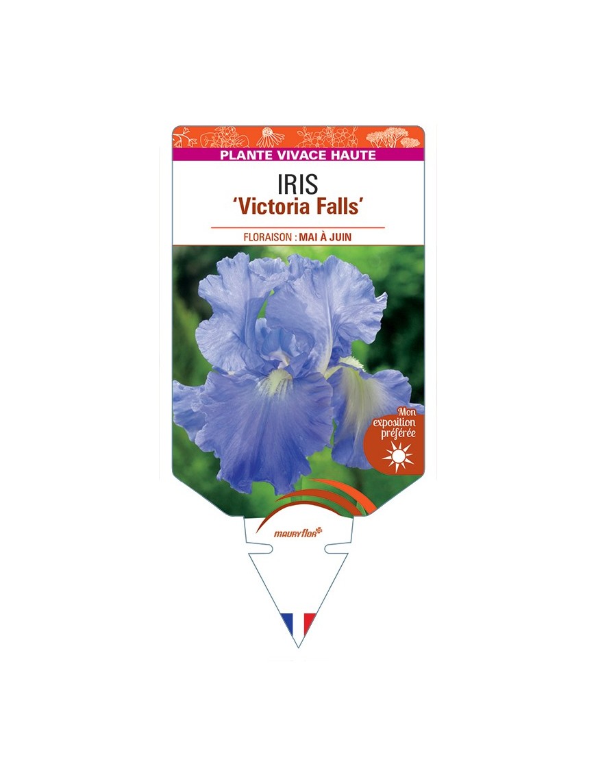 IRIS (germanica) Victoria Falls