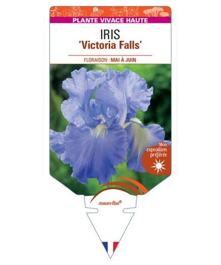 IRIS (germanica) Victoria Falls